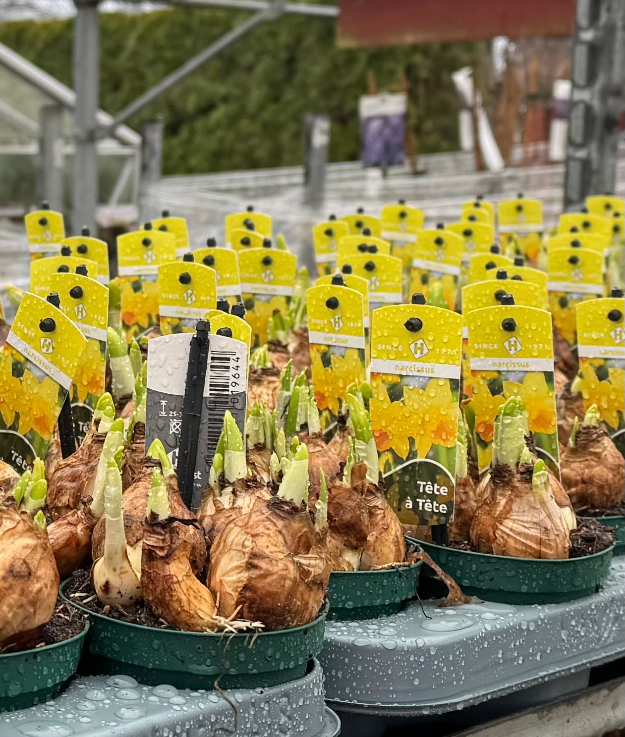 Daffodils - Narcissus Tete-a-tete 9cm
