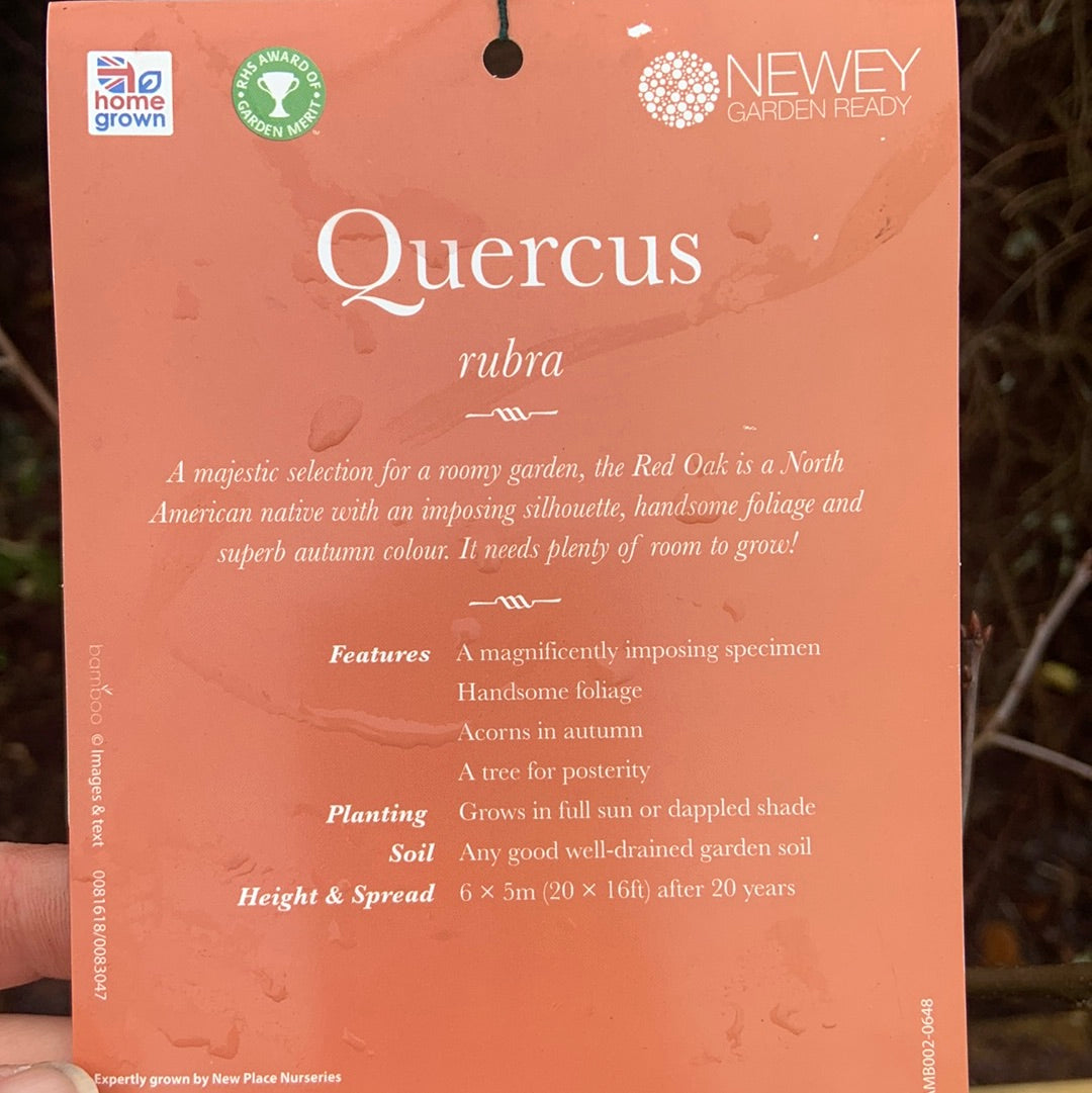 Quercus rubra 12L