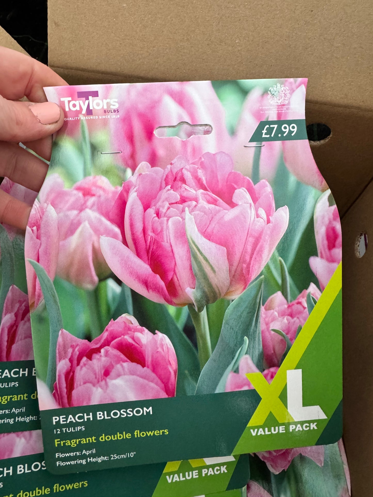Tulip Peach Blossom XL (12 bulbs)