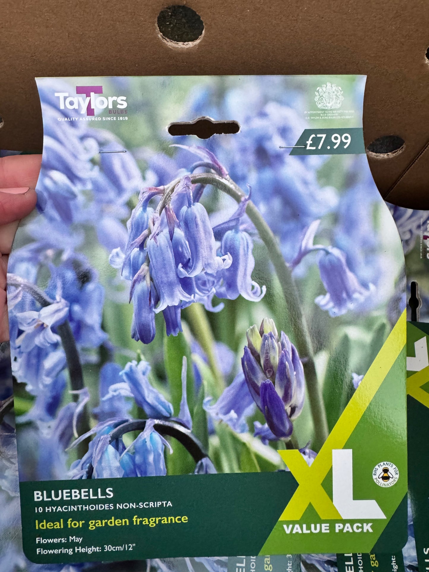 Bluebells Hyacinthoides XL (10 bulbs)
