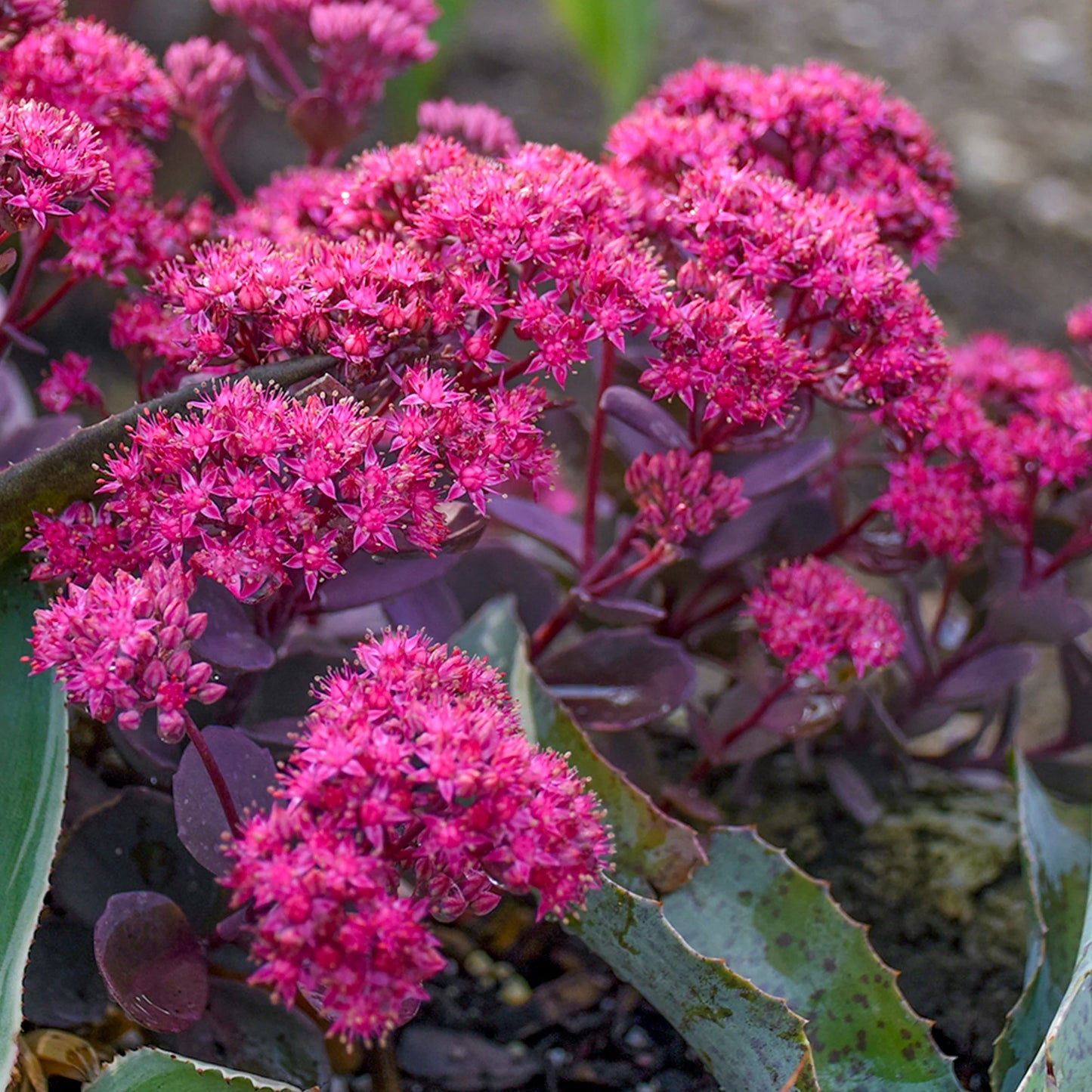 Sedum Superstar 3L