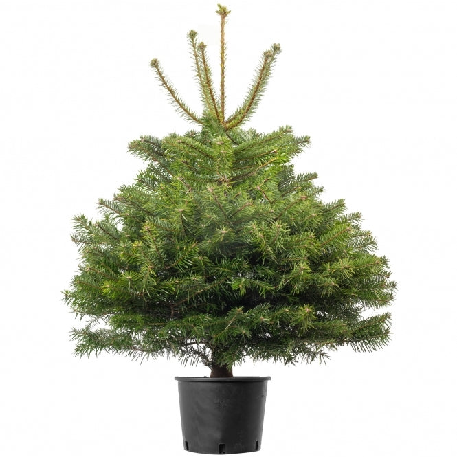 Pot Grown TURKISH FIR 2.5ft Premium Christmas Tree