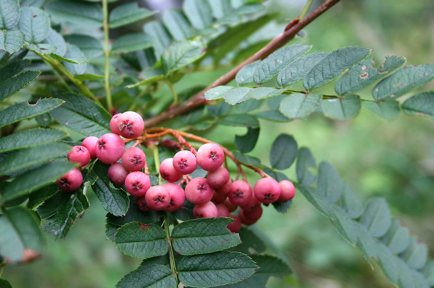 Sorbus vilmorinii - ( Rowan Tree )- 12ltr