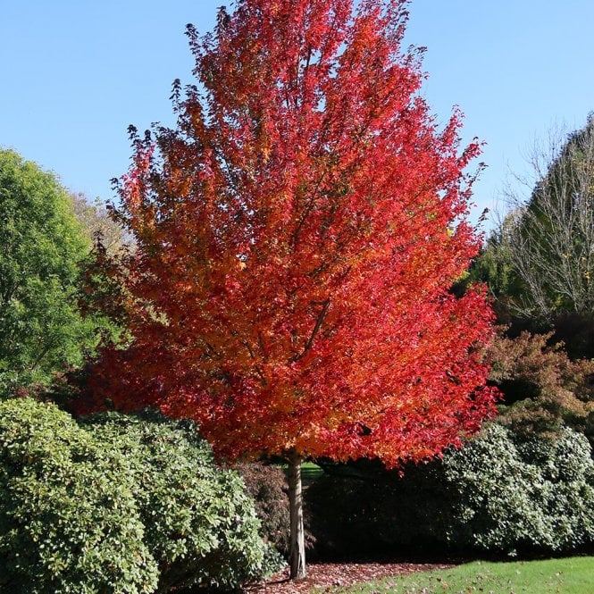 Acer rubrum Redpointe - Ornamental Tree - 12 Ltr