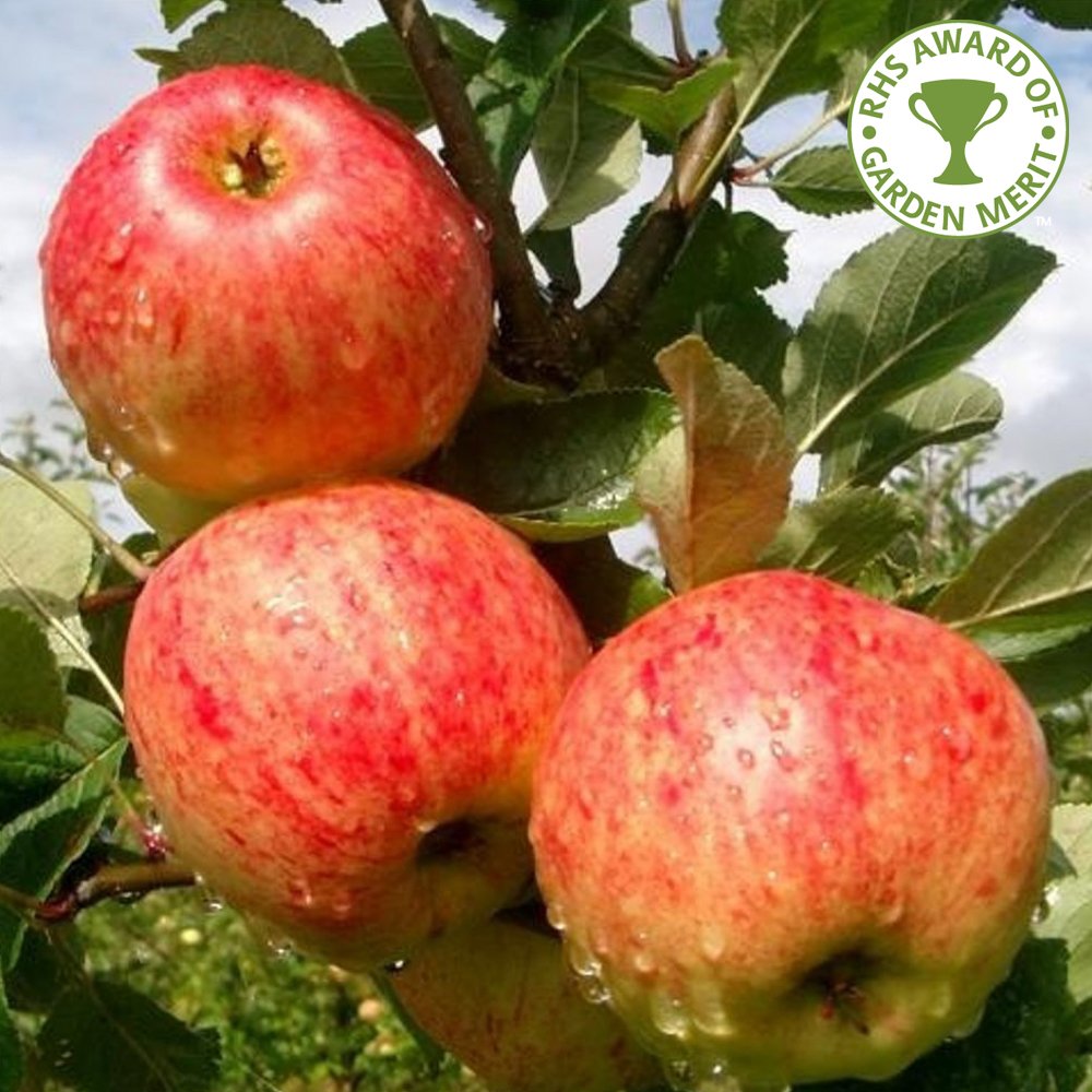 Apple Tree - James Grieve on M26 - group 3