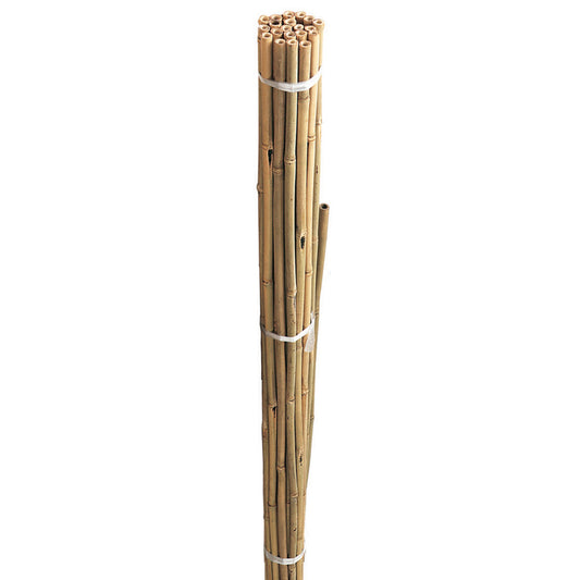 Bamboo Canes - 8ft / 240cm (bundle of 10)