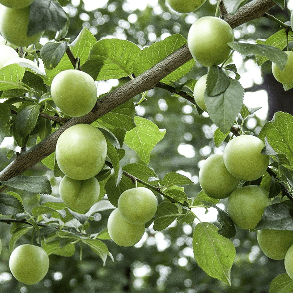 Gage Tree - Old Greengage on St Julian - 12ltr
