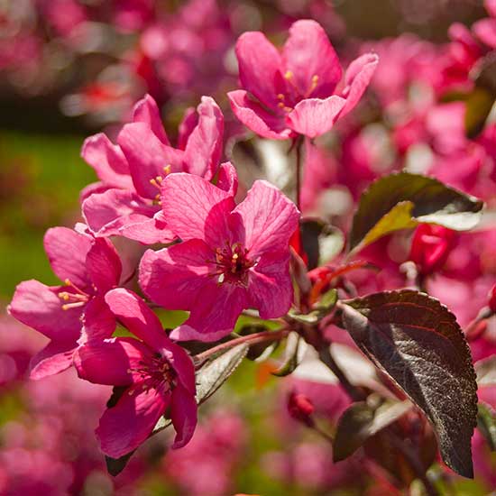 Trees - Ornamental and Fruit – Gateside Plant Centre