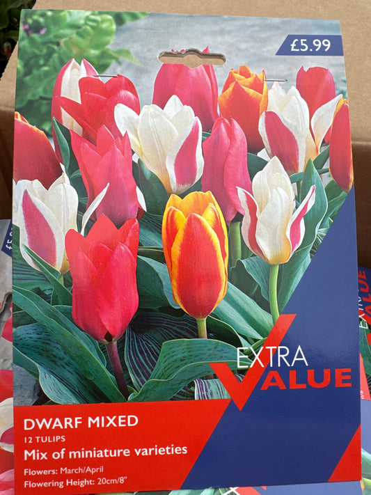 Tulips Dwarf Mixed (12 bulbs)