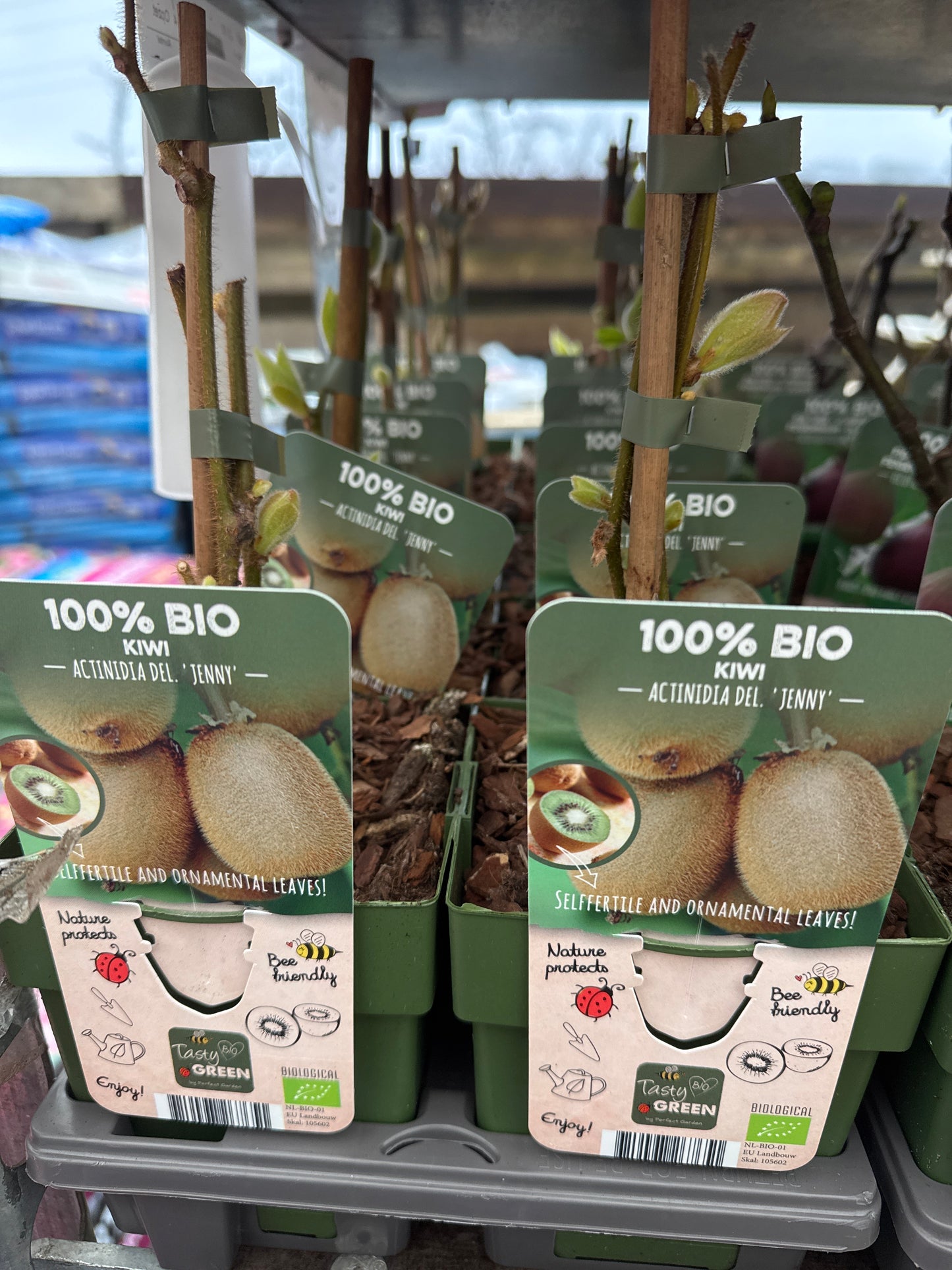 Fruit Bio Standard (Named Varieties) 13cm
