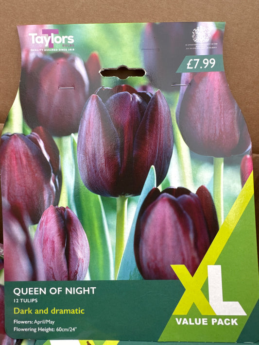 Tulip Queen of the Night (12 bulbs)