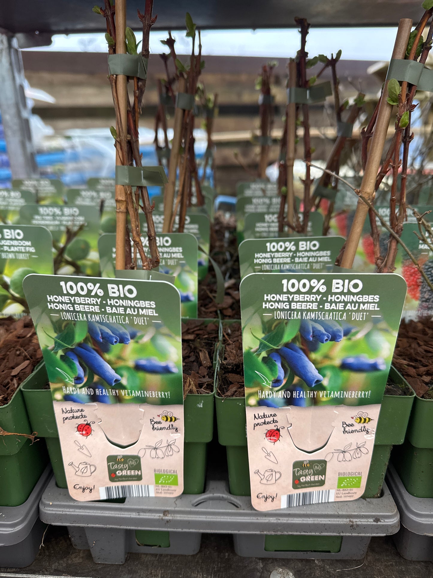 Fruit Bio Standard (Named Varieties) 13cm