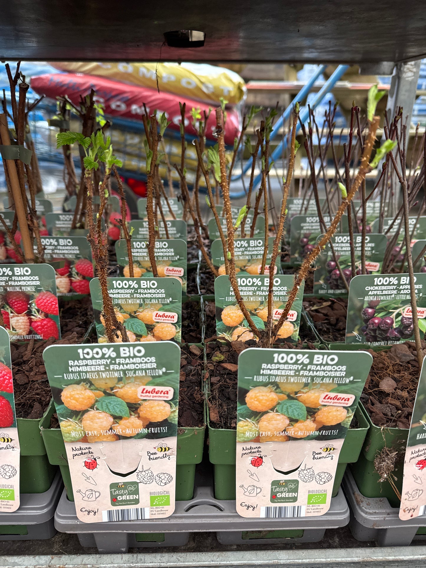 Fruit Bio Standard (Named Varieties) 13cm