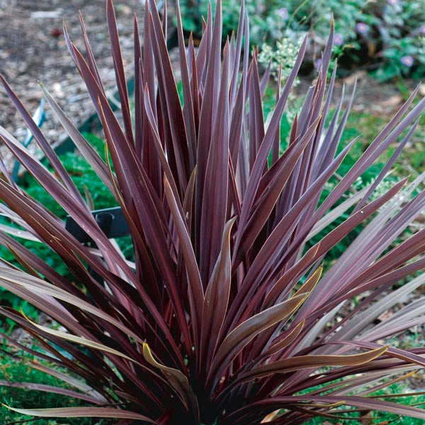 Cordyline 3L