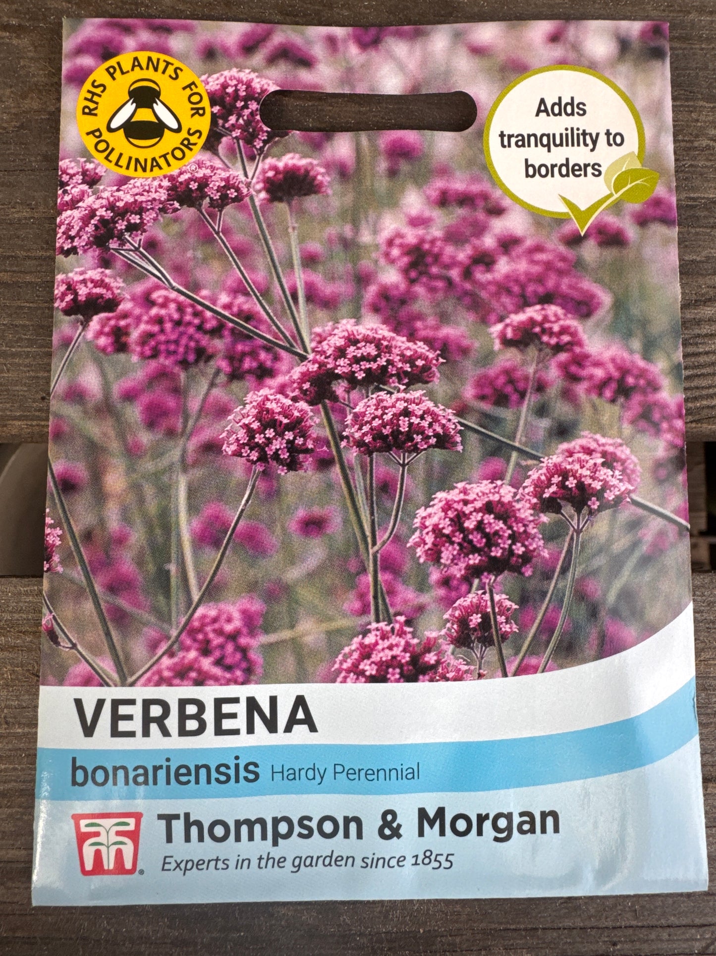 SEEDS - Verbena bonariensis