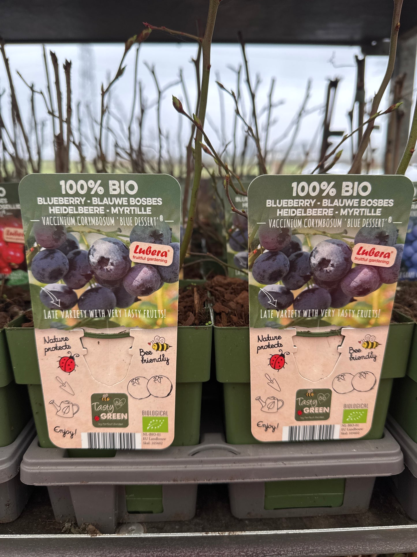 Fruit Bio Standard (Named Varieties) 13cm