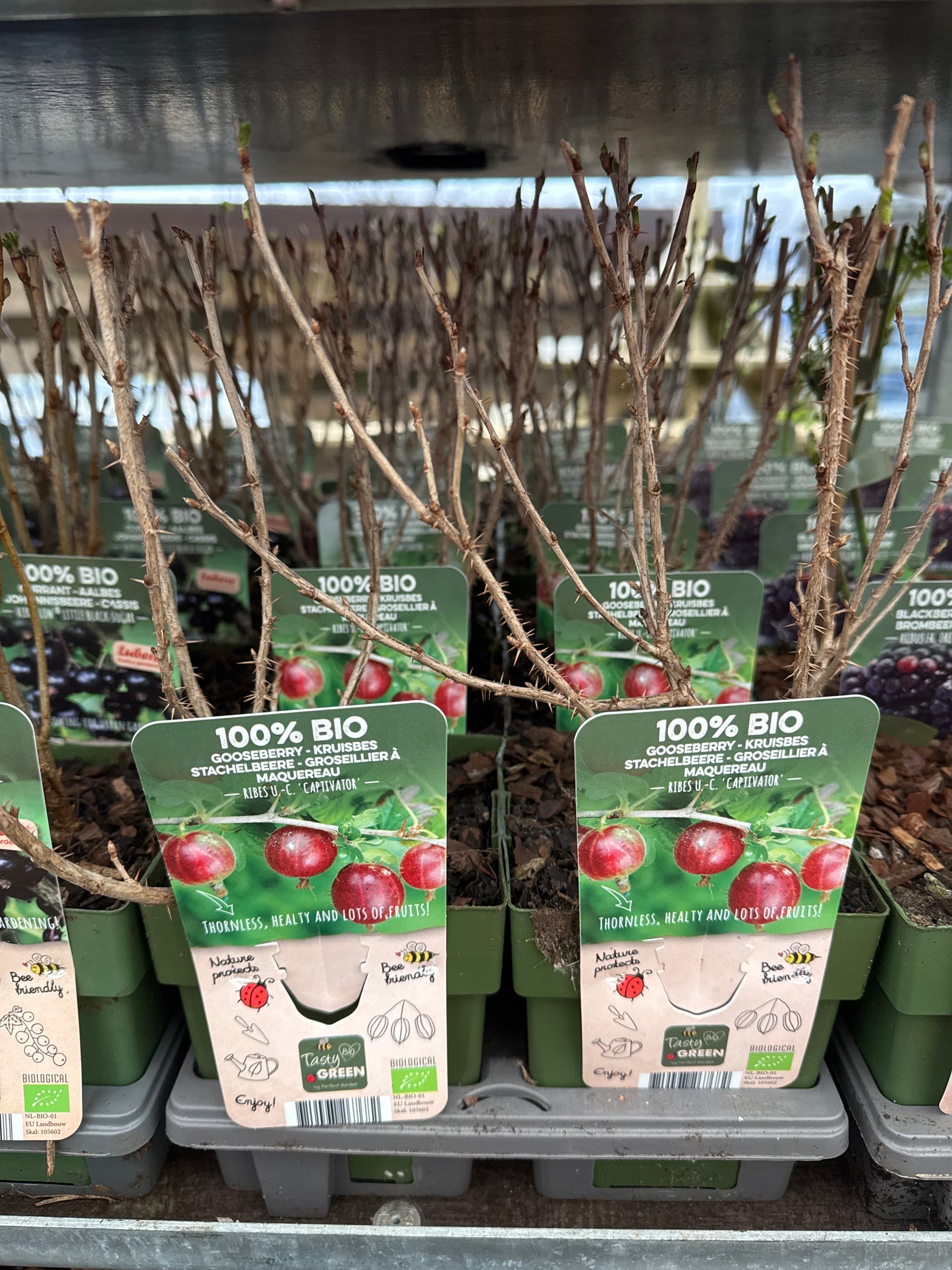 Fruit Bio Standard (Named Varieties) 13cm