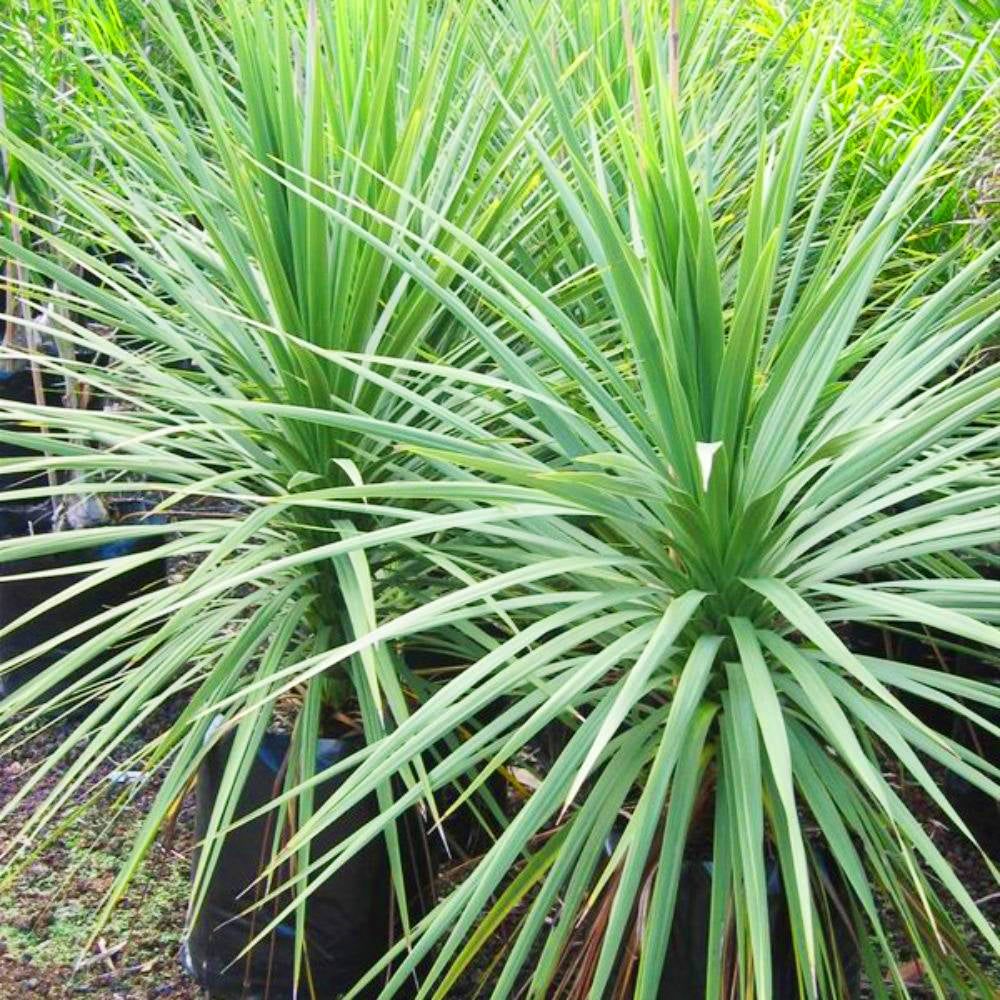 Cordyline 3L