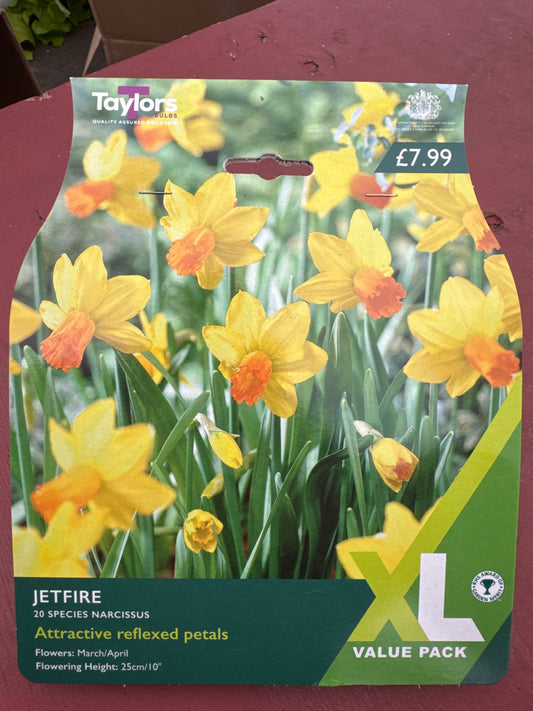 Daffodils Narcissus Species Jetfire (20 bulbs)