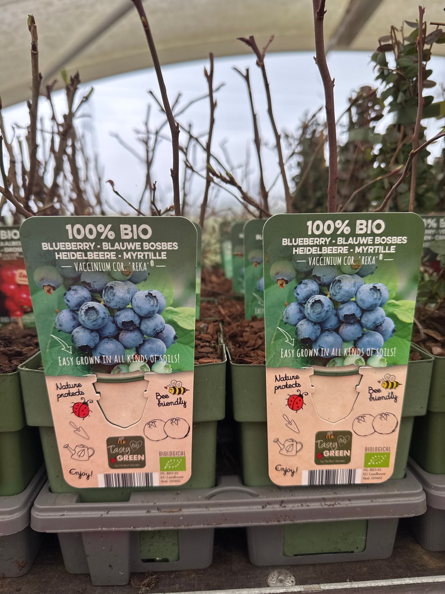 Fruit Bio Standard (Named Varieties) 13cm