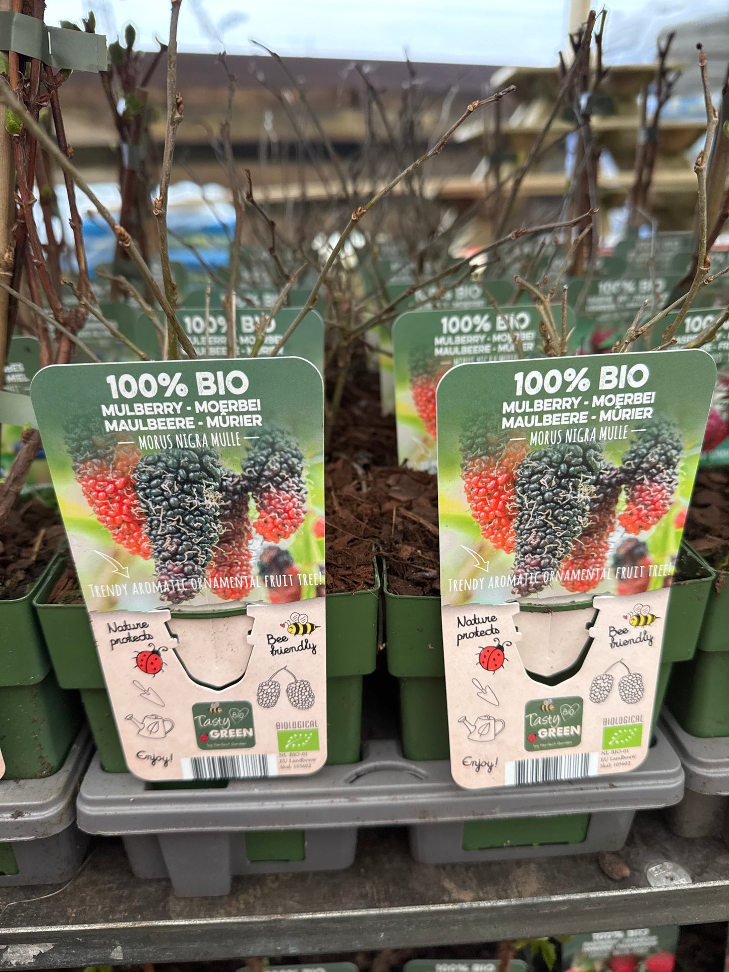 Fruit Bio Standard (Named Varieties) 13cm