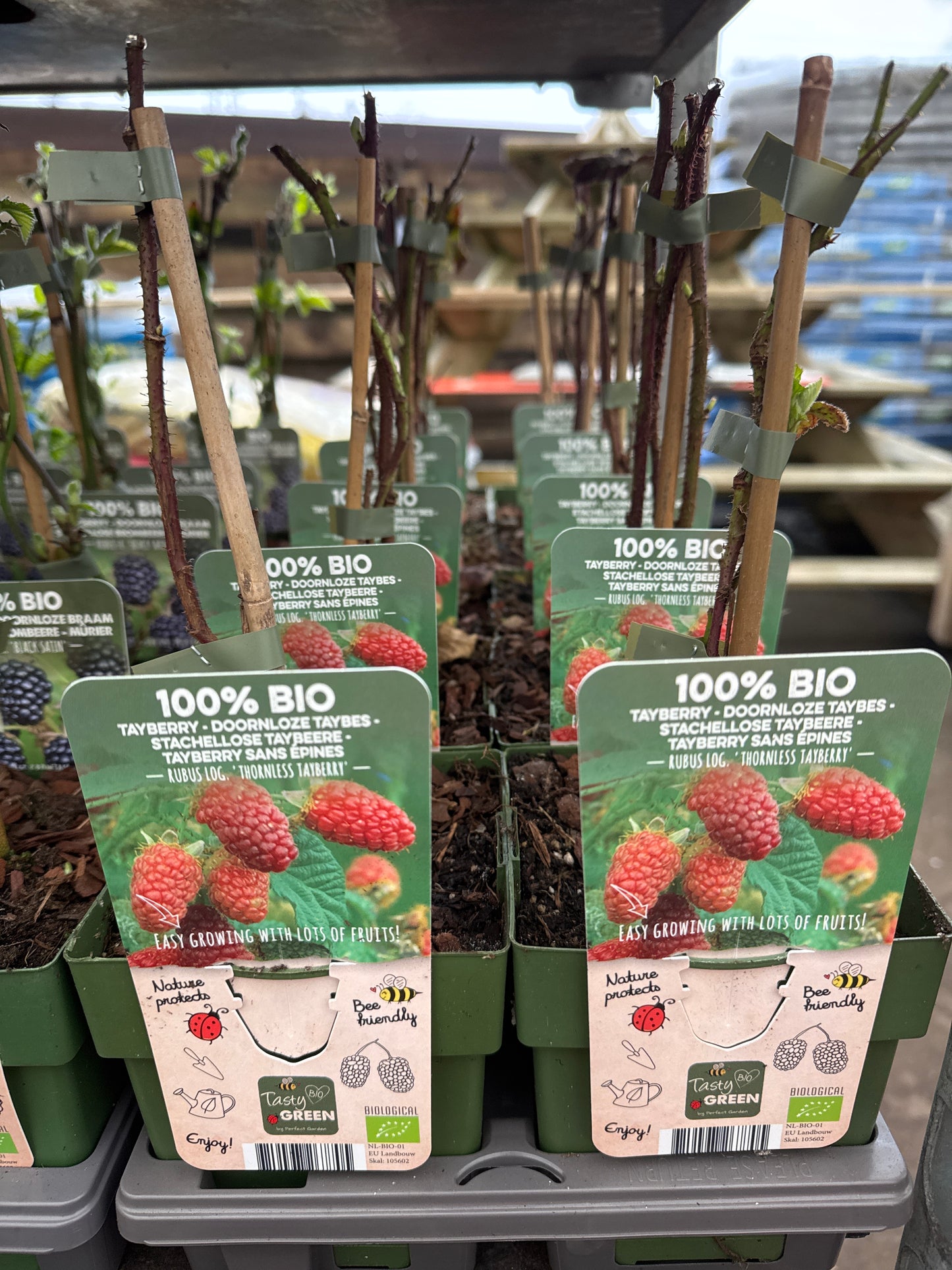 Fruit Bio Standard (Named Varieties) 13cm