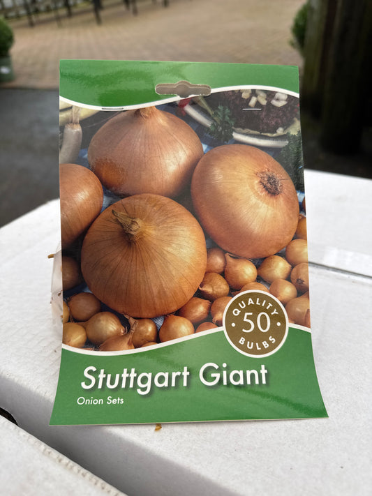 Stuttgart Giant - Onion Set - 50 per pack