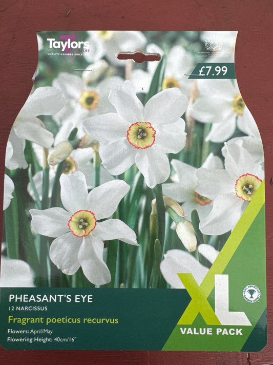 Daffodils Narcissus Pheasant’s Eye (12 bulbs)