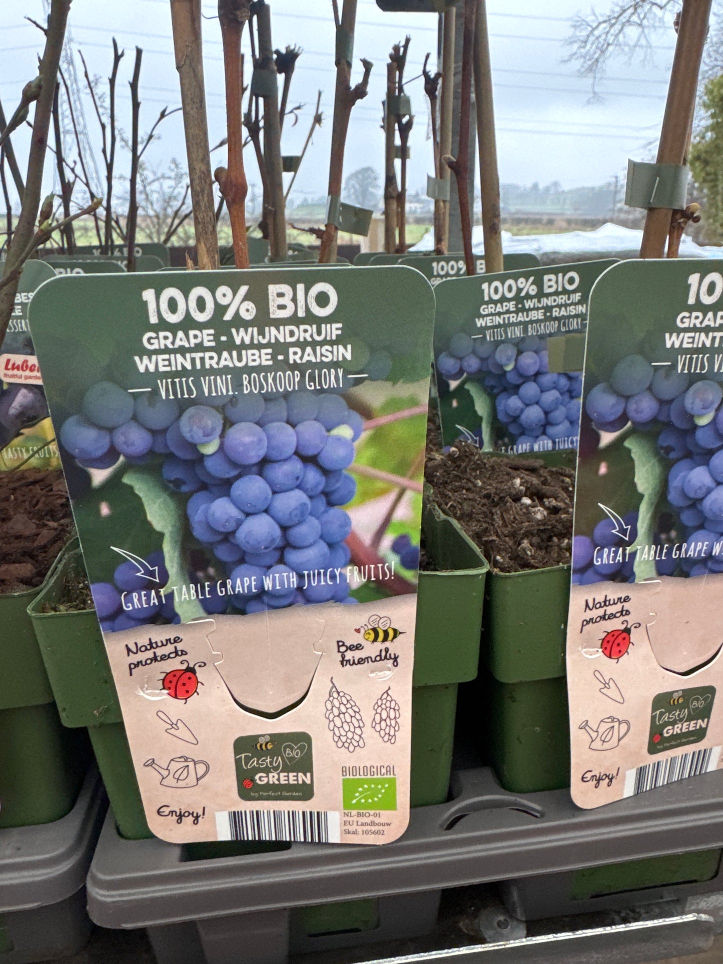 Fruit Bio Standard (Named Varieties) 13cm