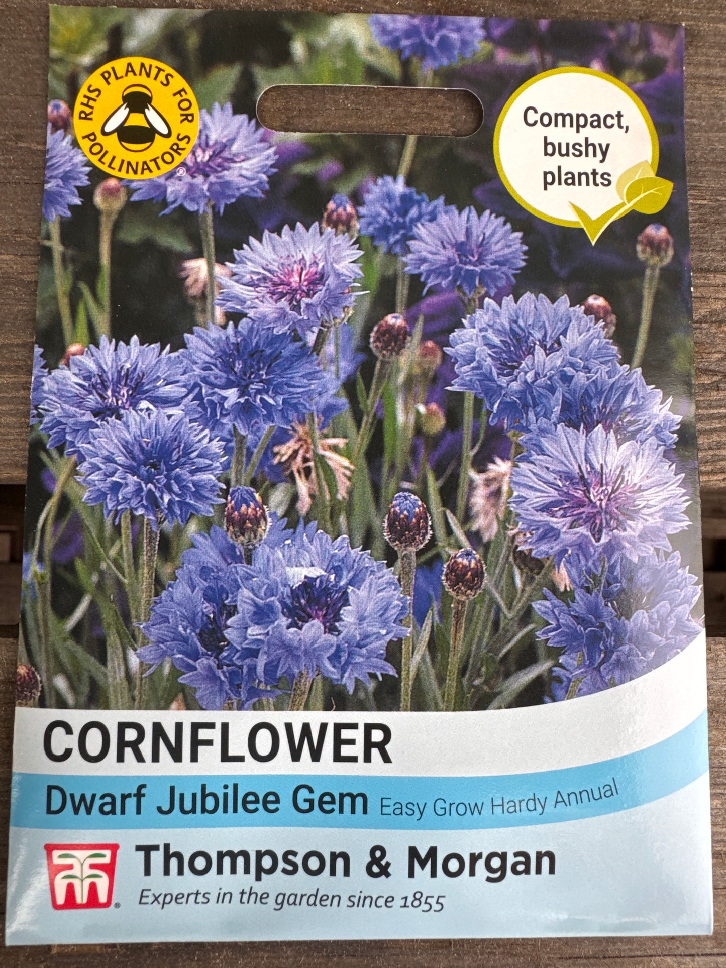 SEEDS - Cornflower Dwarf Jubilee Gem