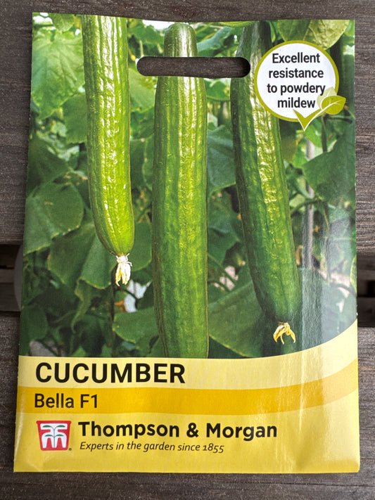 SEEDS - Cucumber Bella F1