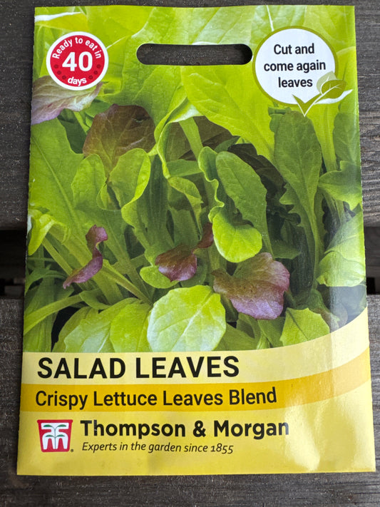 SEEDS - Salad Leaves - Crispy Lettuce Leaves Blend