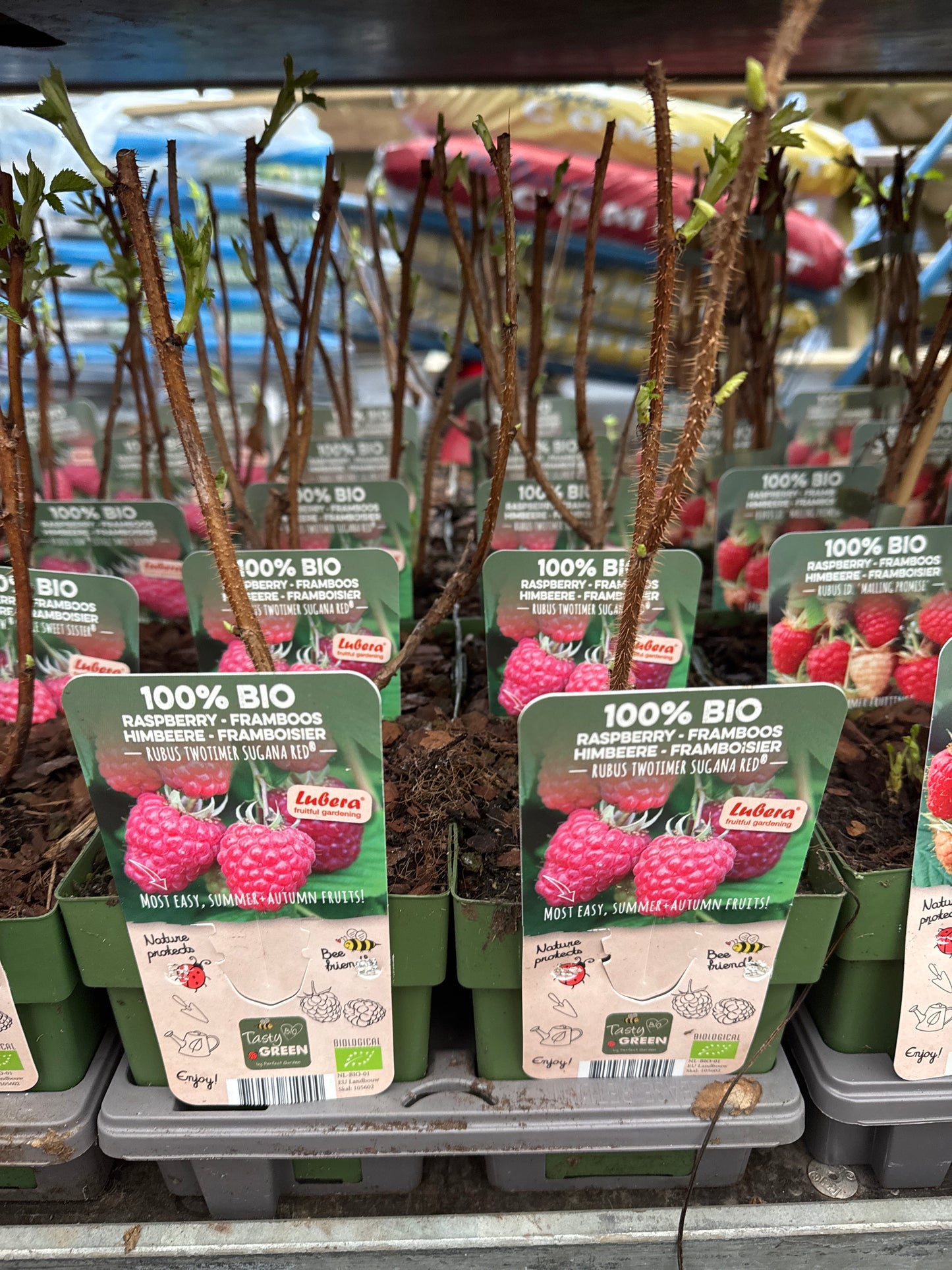 Fruit Bio Standard (Named Varieties) 13cm