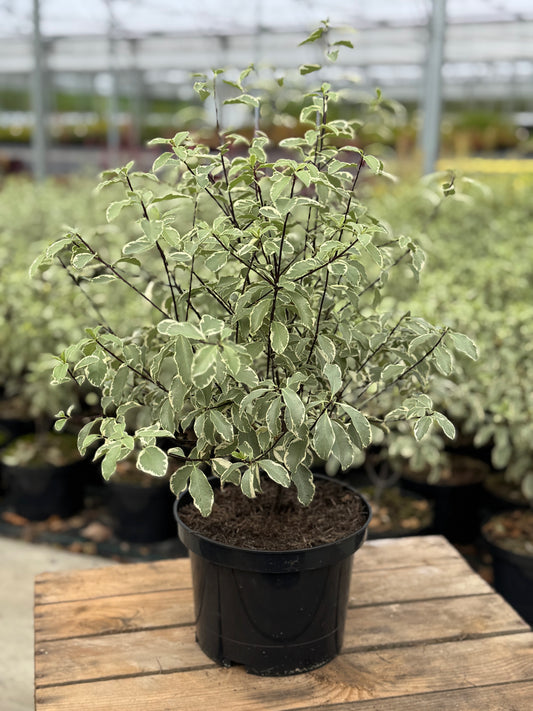 Pittosporum Collaig Silver 3L