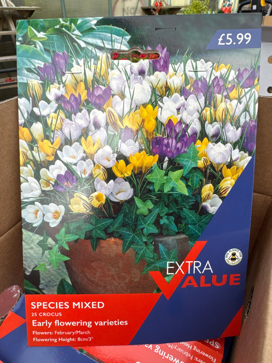 Crocus Species Mix (25 bulbs)
