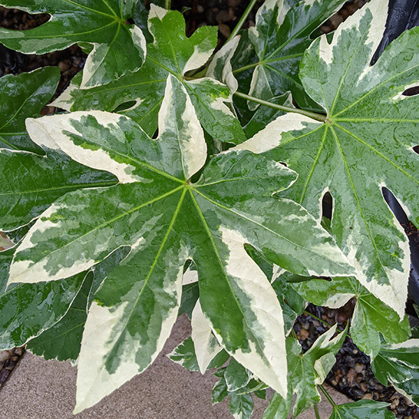 Fatsia 3L