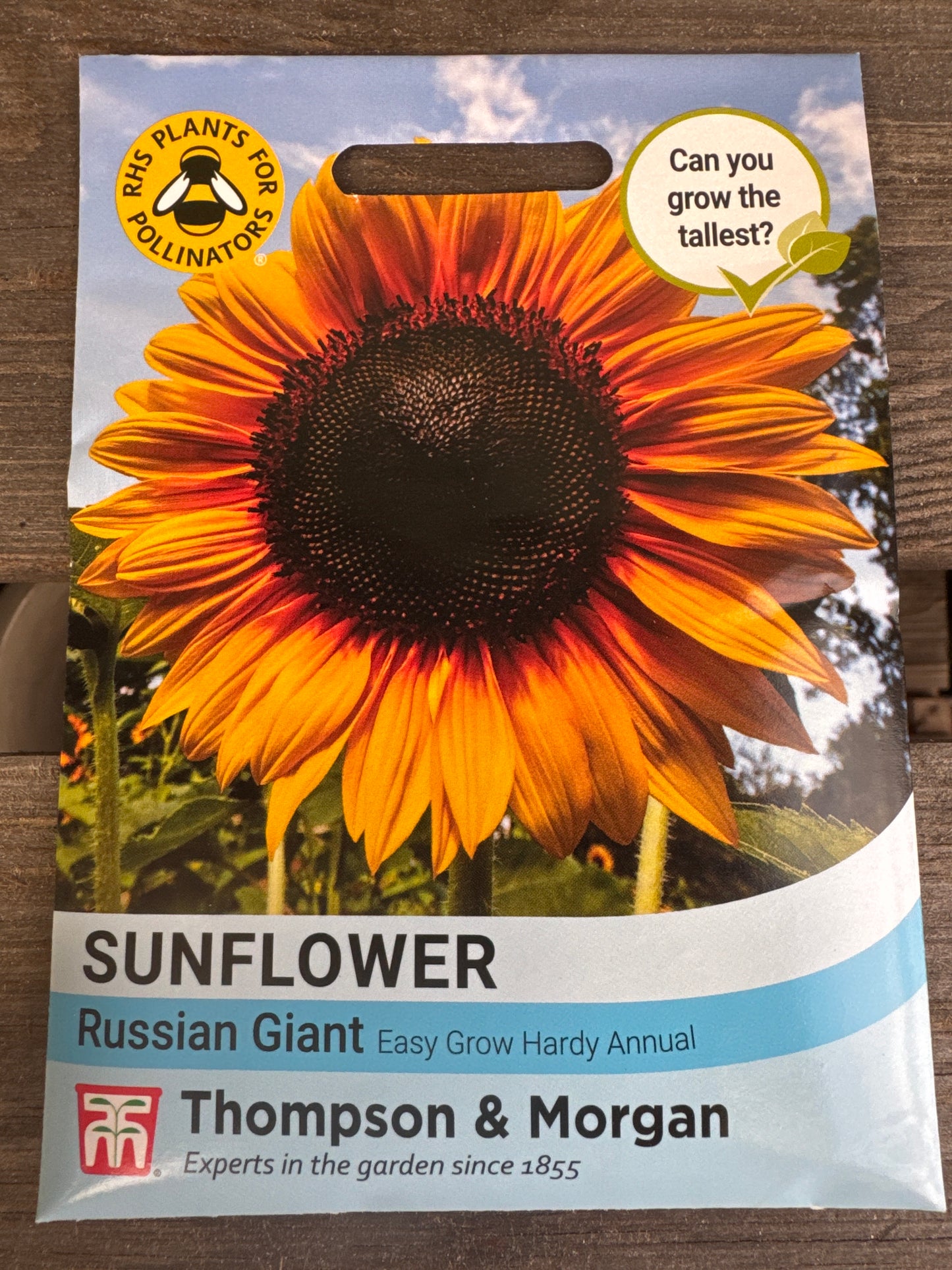 SEEDS - Sunflower Russian Giant