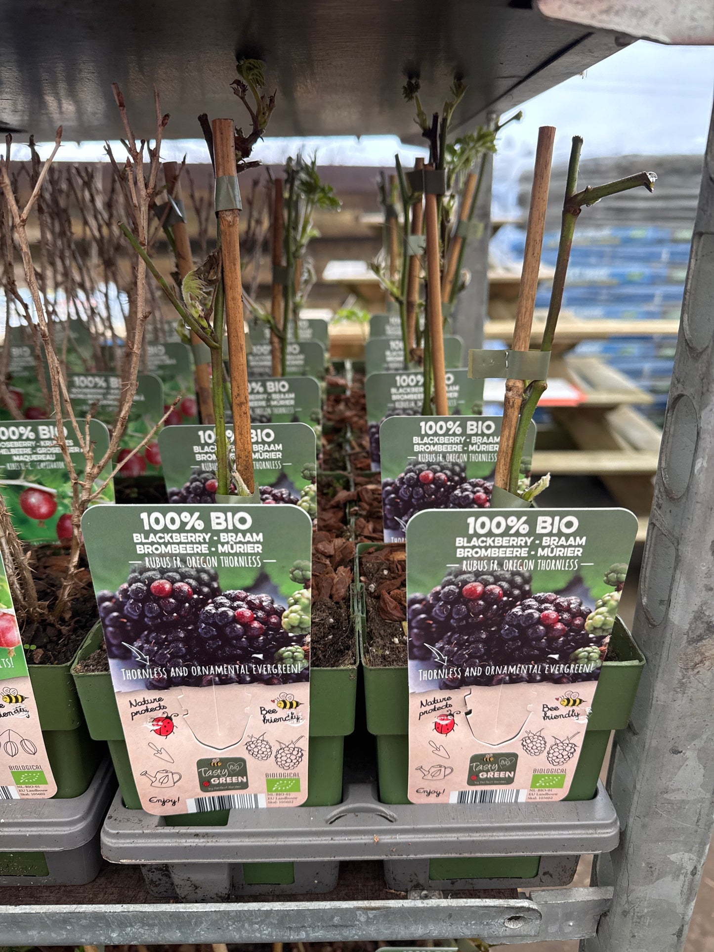 Fruit Bio Standard (Named Varieties) 13cm