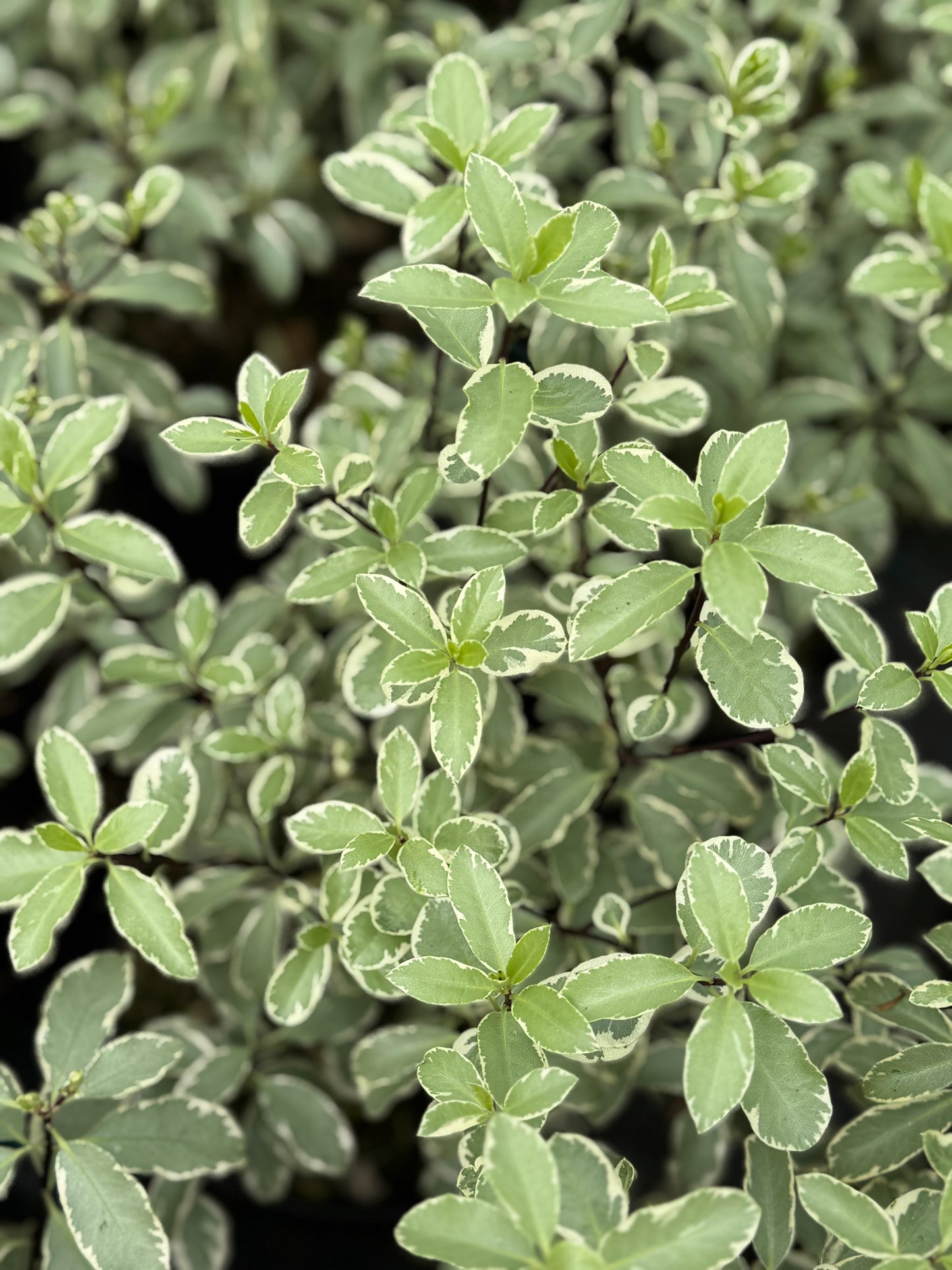 Pittosporum Collaig Silver 3L