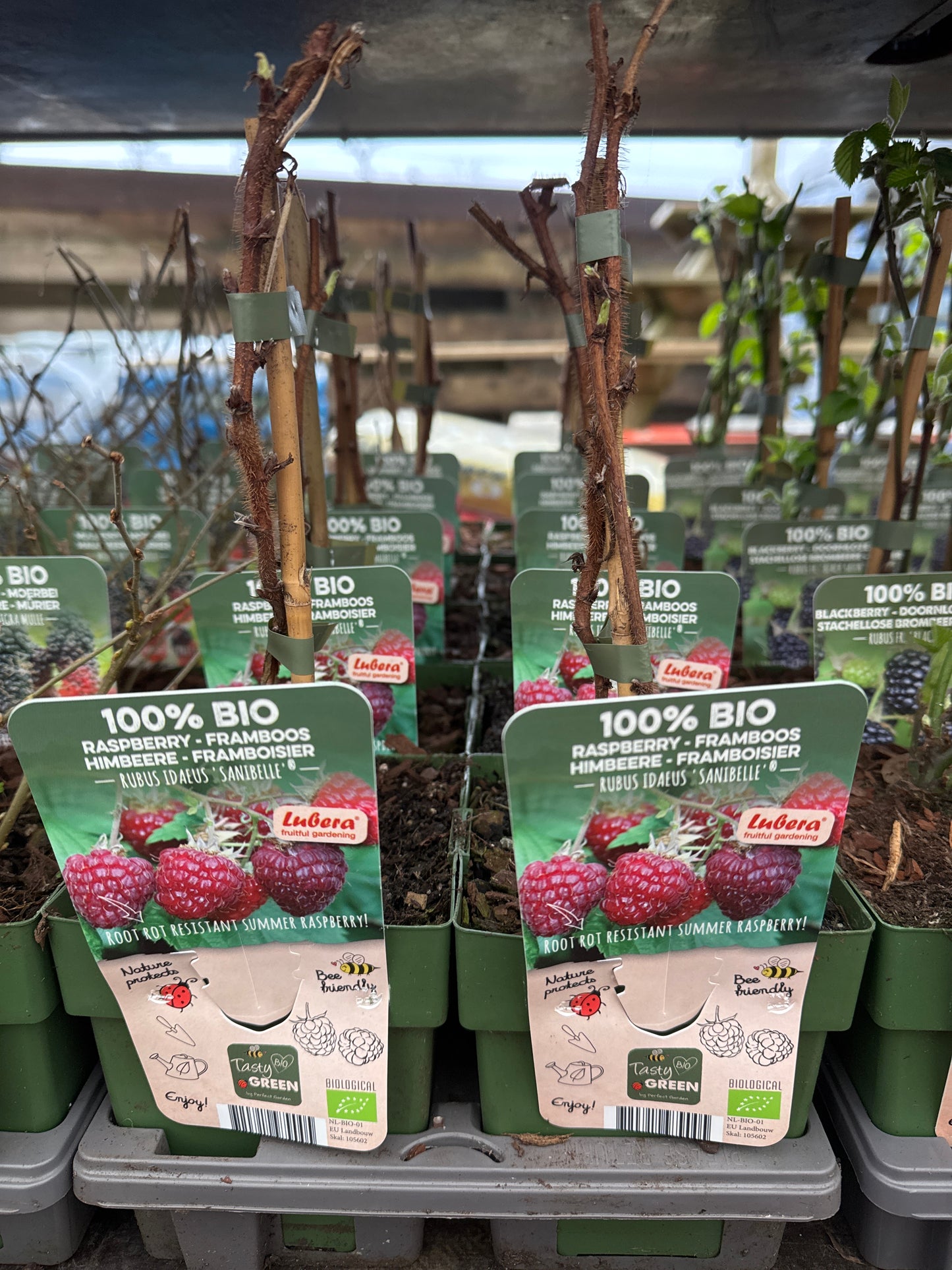 Fruit Bio Standard (Named Varieties) 13cm