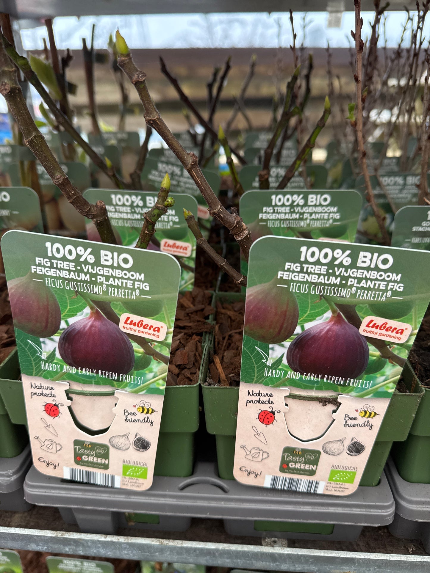 Fruit Bio Standard (Named Varieties) 13cm