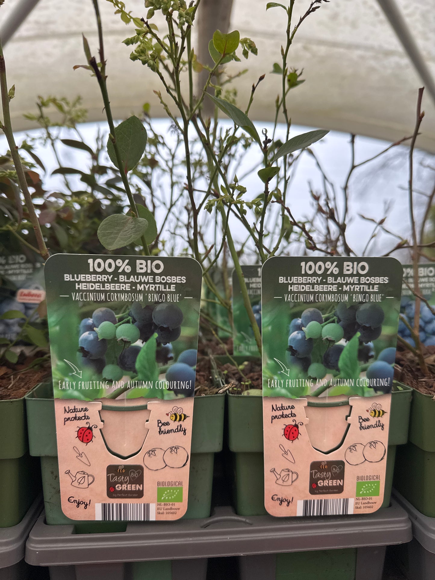 Fruit Bio Standard (Named Varieties) 13cm