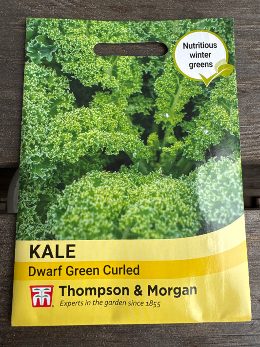 SEEDS - Kale Dwarf Green Curled