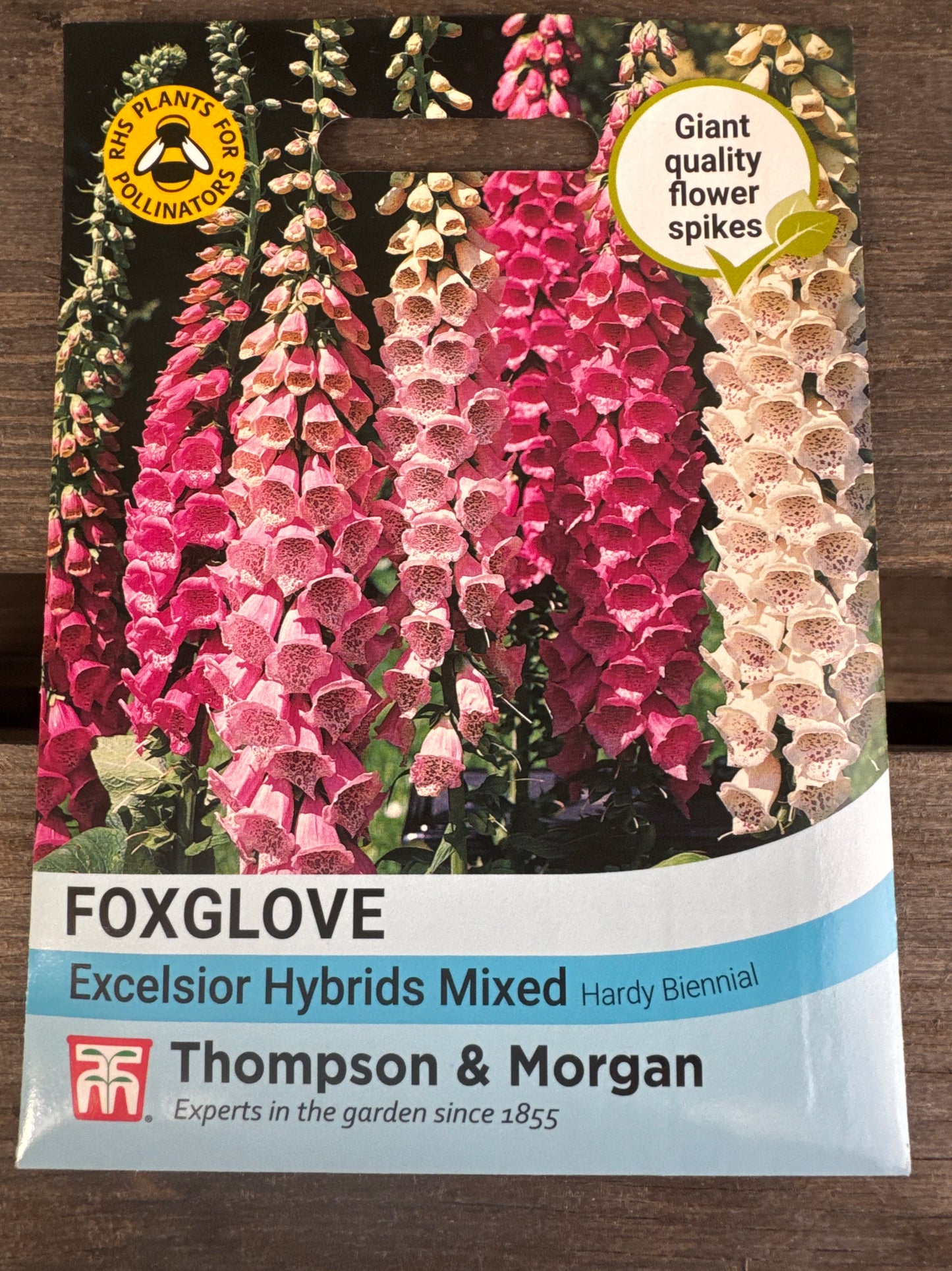SEEDS - Foxglove Excelsior Hybrids Mixed