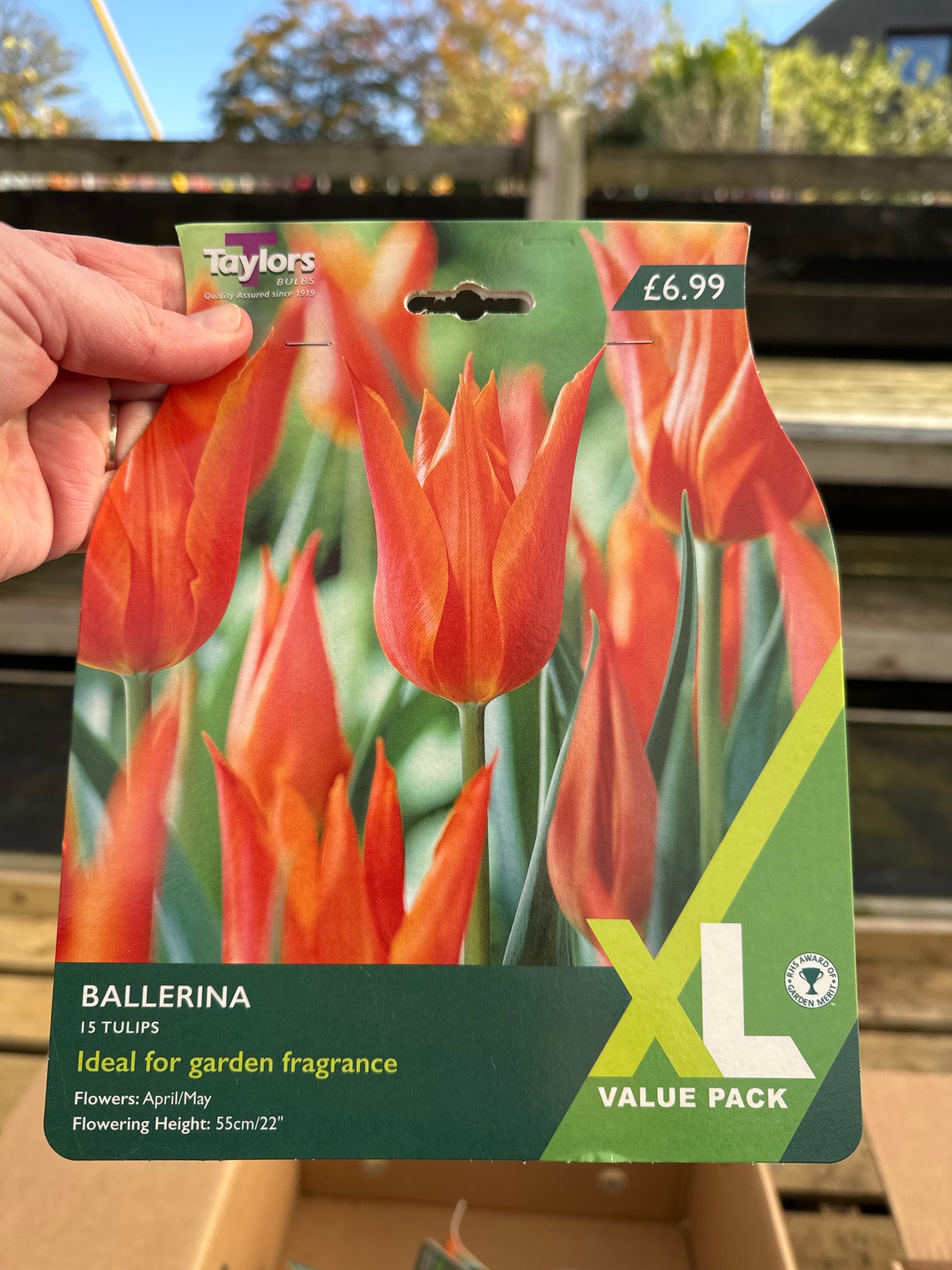 Tulip Ballerina (15 bulbs per pack) size 10-11cm