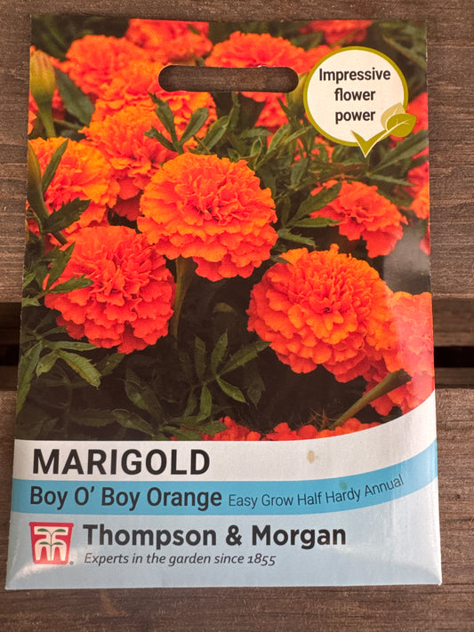 SEEDS - Marigold Boy O Boy Orange