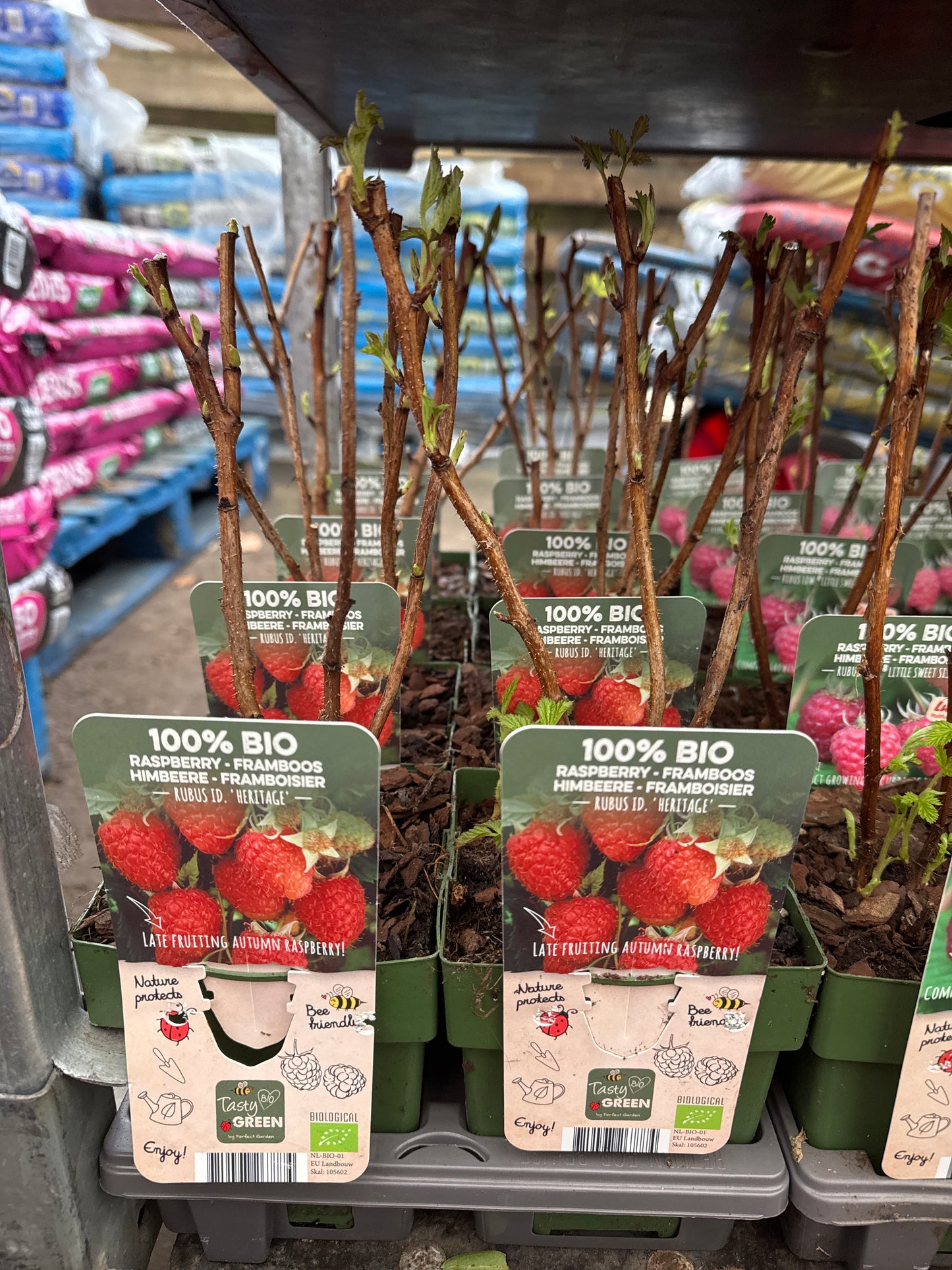 Fruit Bio Standard (Named Varieties) 13cm