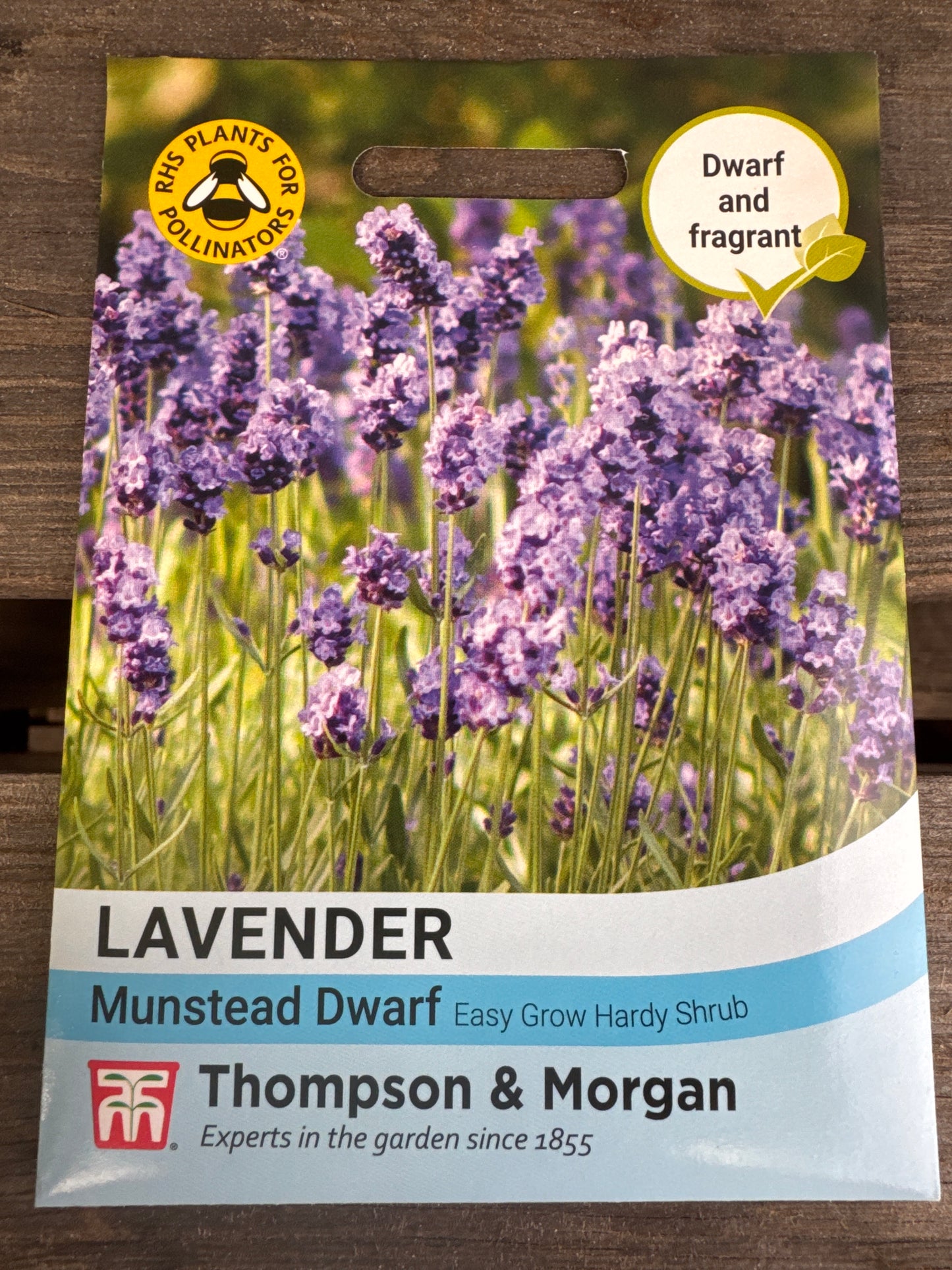 SEEDS - Lavender Munstead Dwarf
