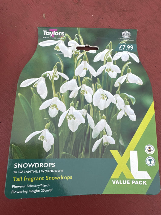 Snowdrops Galanthus Woronowii (20 bulbs)