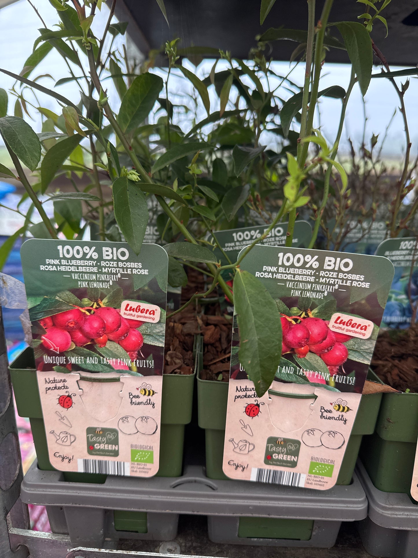 Fruit Bio Standard (Named Varieties) 13cm